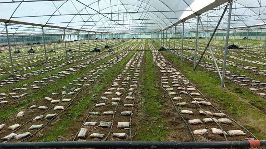 Antalya'da deneme amaçlı ekti: 900 kilo elde etti