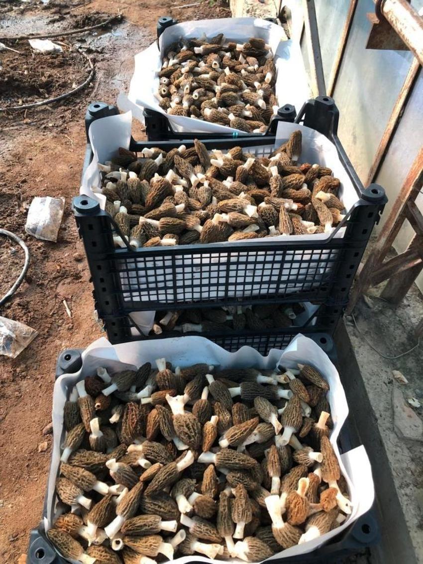 Antalya'da deneme amaçlı ekti: 900 kilo elde etti
