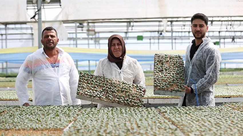 'Yapamazsın' diyenlere aldırmadı bileziklerini satarak üretime başladı, 14 dönümde, yılda 40 milyon fide üretmeye devam ediyor!