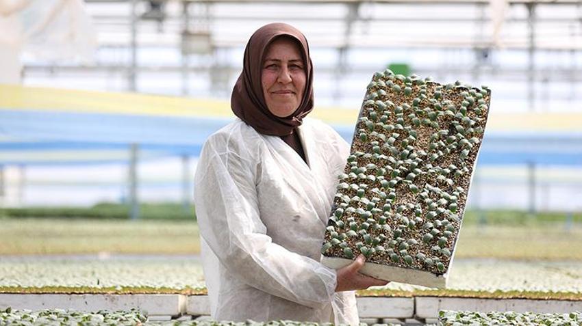 'Yapamazsın' diyenlere aldırmadı bileziklerini satarak üretime başladı, 14 dönümde, yılda 40 milyon fide üretmeye devam ediyor!