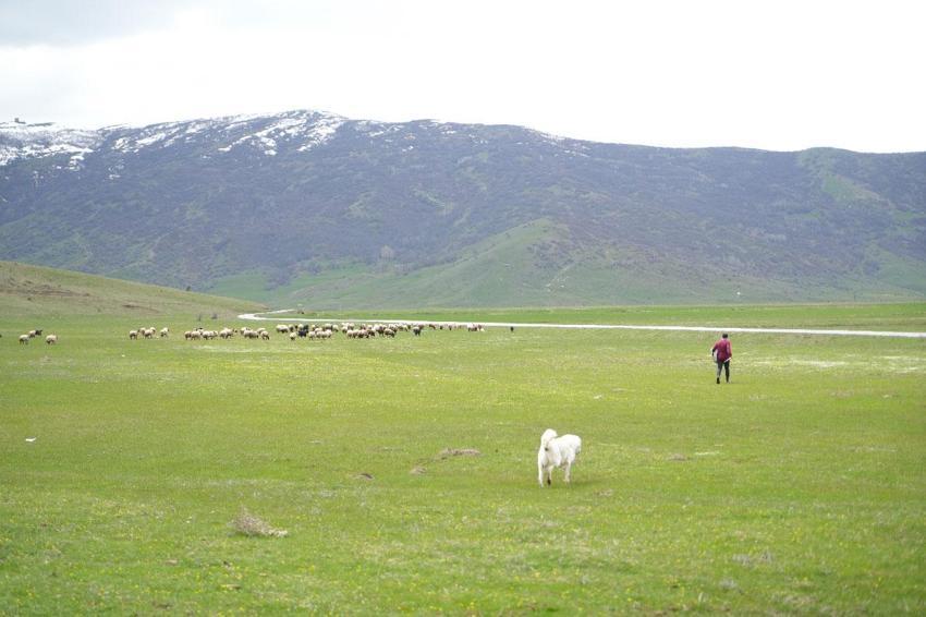 Muş Ovası'nda baharın habercisi leylekler yumurtlama dönemine girdi kuluçkaya hazırlanıyor