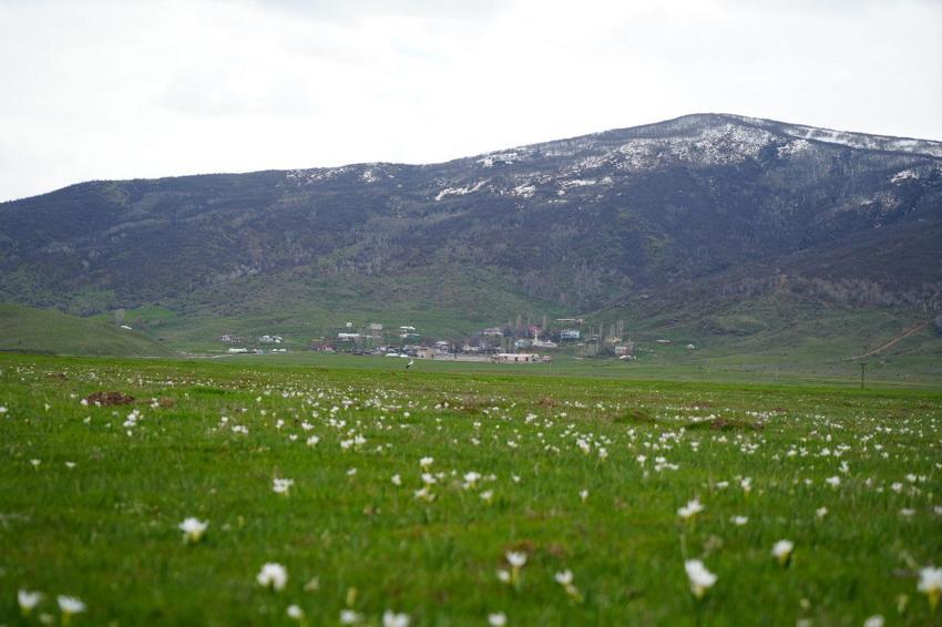 Muş Ovası'nda baharın habercisi leylekler yumurtlama dönemine girdi kuluçkaya hazırlanıyor