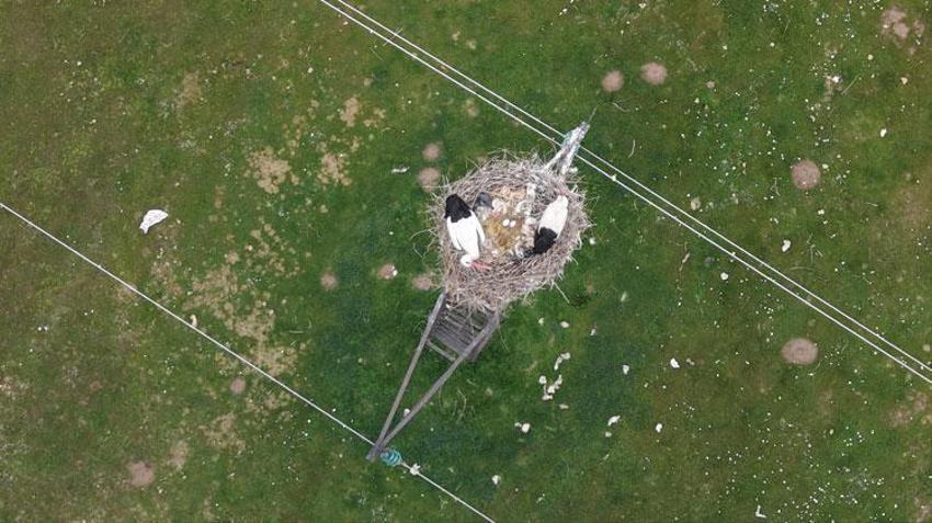 Muş Ovası'nda baharın habercisi leylekler yumurtlama dönemine girdi kuluçkaya hazırlanıyor