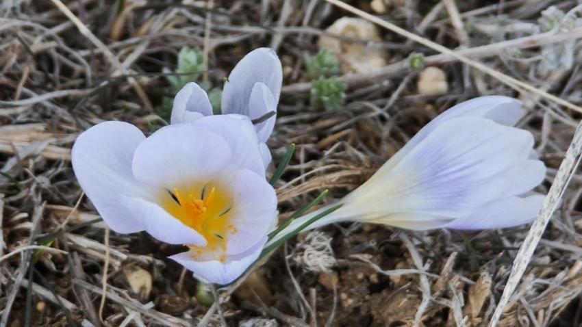 Erzurumlu çiftçiler tarlalara indi! Bir yanda 1 metre kar, diğer yanda ekim mesaisi