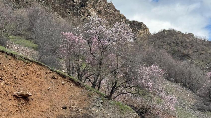Şırnak dağlarında badem ağaçları çiçek açtı: Renk cümbüşü başladı