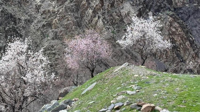 Şırnak dağlarında badem ağaçları çiçek açtı: Renk cümbüşü başladı