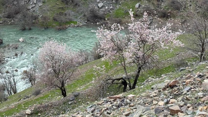 Şırnak dağlarında badem ağaçları çiçek açtı: Renk cümbüşü başladı