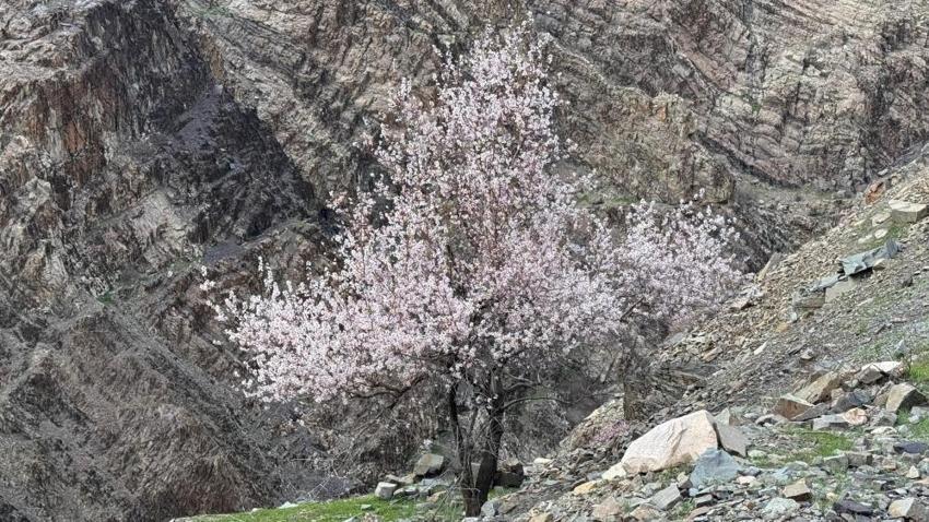 Şırnak dağlarında badem ağaçları çiçek açtı: Renk cümbüşü başladı