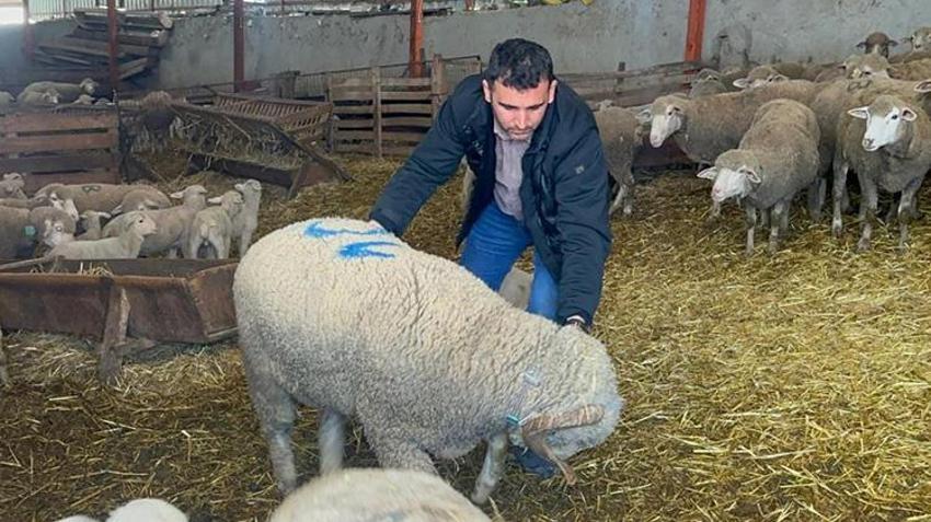 Balıkesir'de dede yadigarı çiftlikte safkan mirasını sürdürüyor! Türkiye'nin dört bir yanına gönderiyorlar