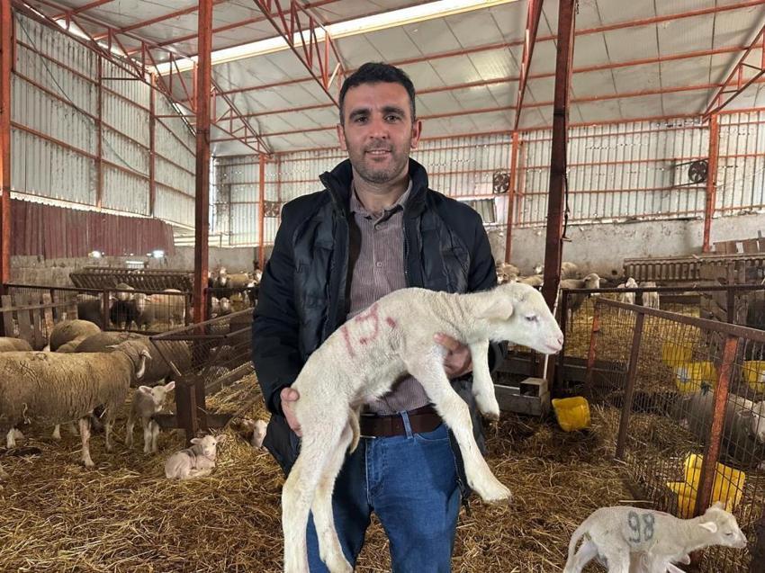 Balıkesir'de dede yadigarı çiftlikte safkan mirasını sürdürüyor! Türkiye'nin dört bir yanına gönderiyorlar