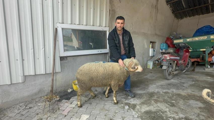 Balıkesir'de dede yadigarı çiftlikte safkan mirasını sürdürüyor! Türkiye'nin dört bir yanına gönderiyorlar