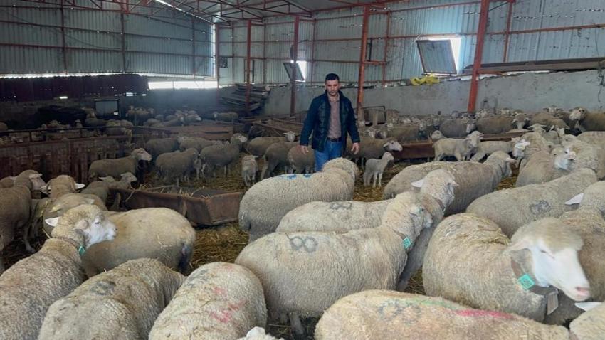 Balıkesir'de dede yadigarı çiftlikte safkan mirasını sürdürüyor! Türkiye'nin dört bir yanına gönderiyorlar