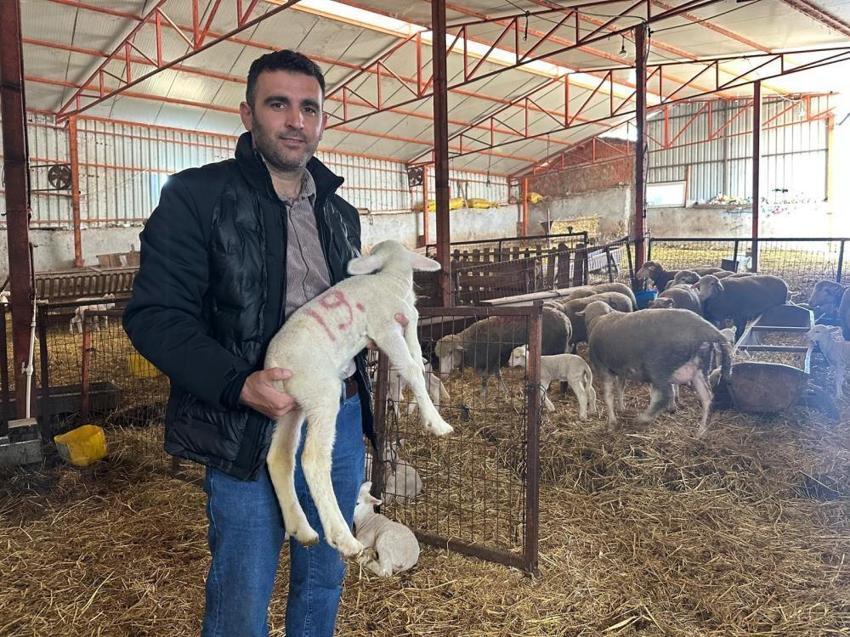 Balıkesir'de dede yadigarı çiftlikte safkan mirasını sürdürüyor! Türkiye'nin dört bir yanına gönderiyorlar