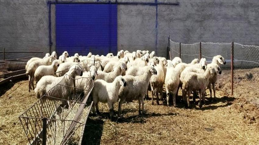 Kayserili vatandaşın kapısını kimse çalmıyor! 80 bin lira maaş veriyorlar ama çalışacak eleman bulamıyorlar