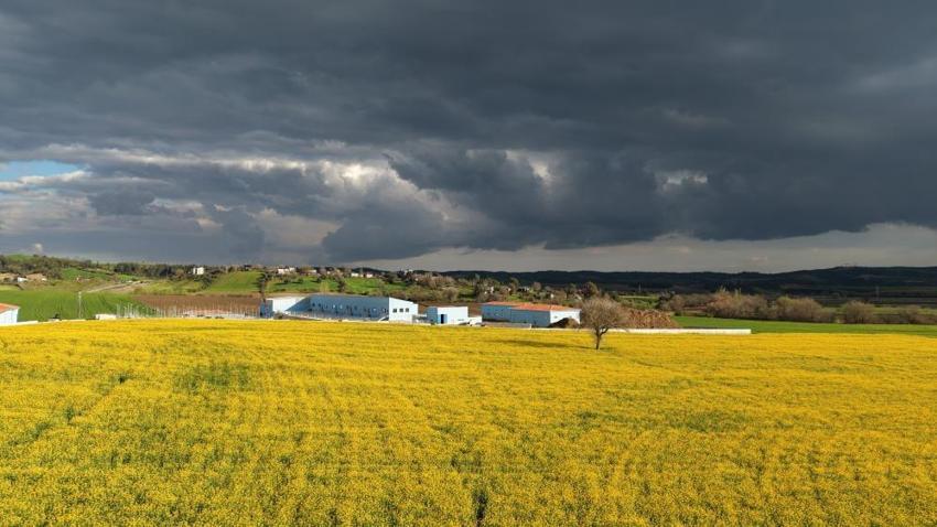 Adana'nın yeni altını: İlk kez ekildi, verim rekoru kırıldı: %75 hibe desteği meyvelerini verdi