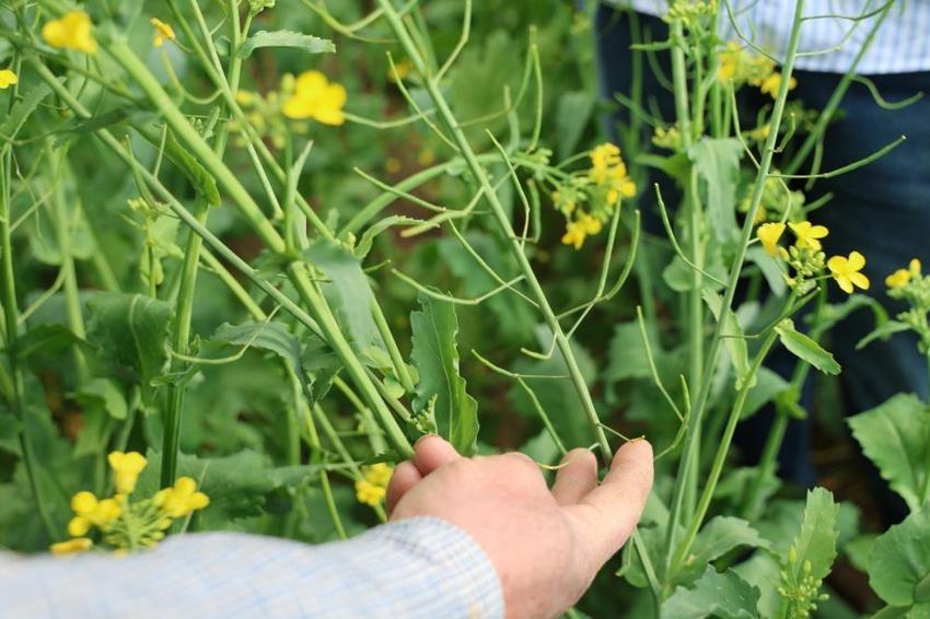 Adana'nın yeni altını: İlk kez ekildi, verim rekoru kırıldı: %75 hibe desteği meyvelerini verdi