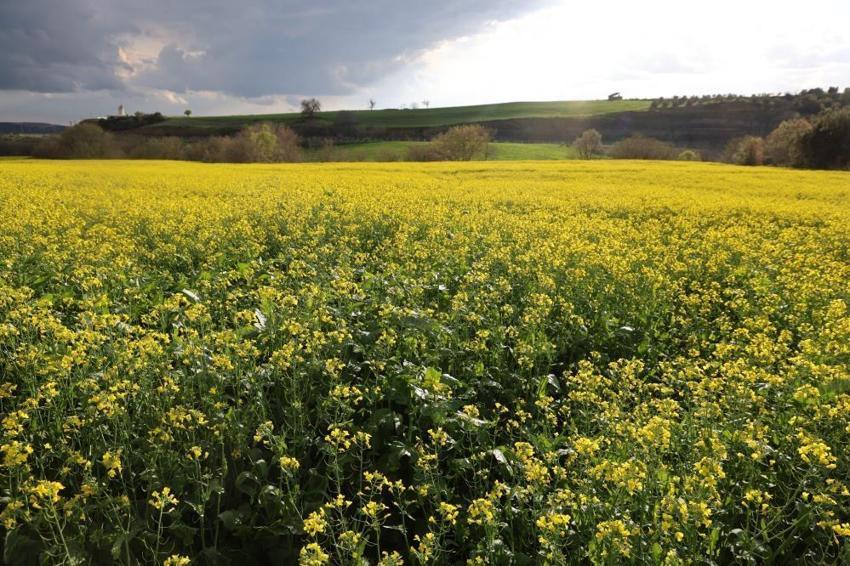 Adana'nın yeni altını: İlk kez ekildi, verim rekoru kırıldı: %75 hibe desteği meyvelerini verdi