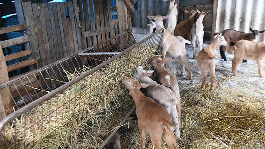 5 hayvanla başladı, 4 yılda servet kazandı: Bir oğlağı 30 Bin TL'den satıyor
