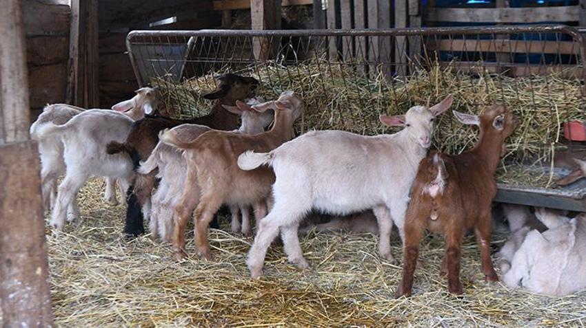 5 hayvanla başladı, 4 yılda servet kazandı: Bir oğlağı 30 Bin TL'den satıyor
