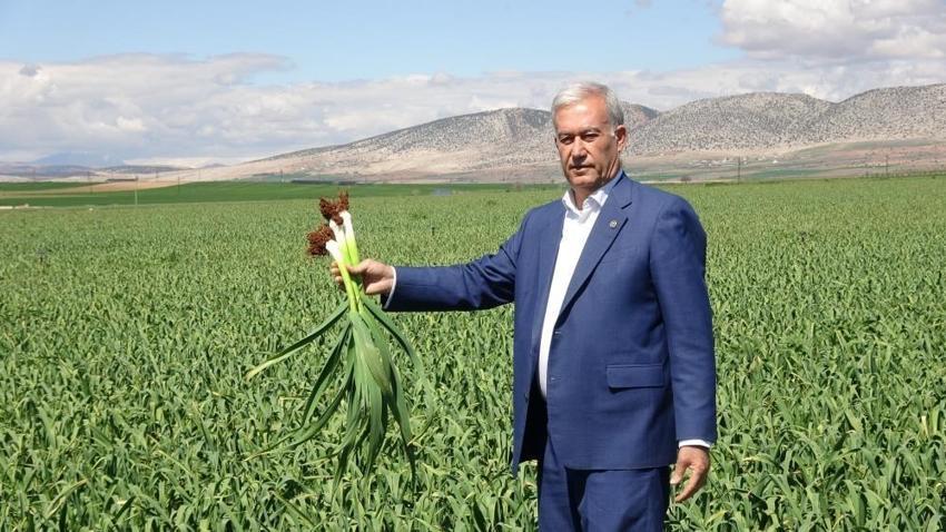 Gaziantep'te sarımsak rekoltesi belli oldu! Araban ilçesinde ekiliyor
