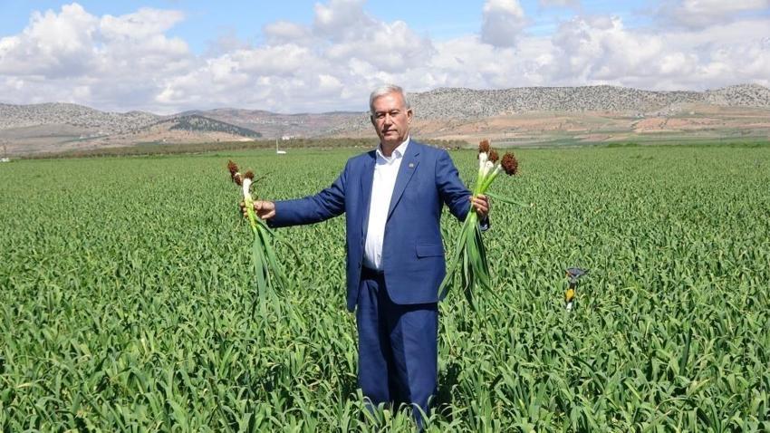 Gaziantep'te sarımsak rekoltesi belli oldu! Araban ilçesinde ekiliyor