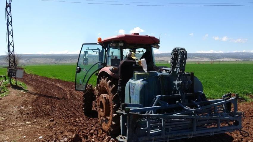 Gaziantep'te sarımsak rekoltesi belli oldu! Araban ilçesinde ekiliyor