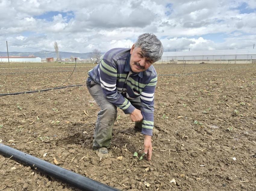 Eskişehir'de bu yıl ilk oldu: Üretici Nisan ayıyla başladı