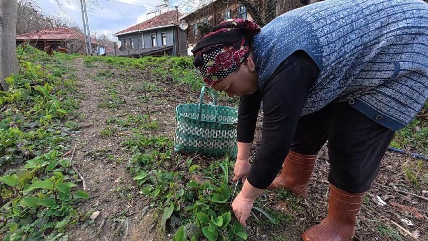 Sinop'ta bahar aylarının lezzeti: Mucize bitki zılbıt pazarlarda ilgi görüyor