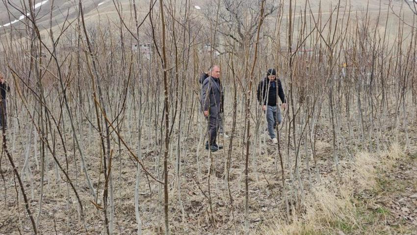 Bitlis'ten tüm Türkiye'ye gönderilecek! Tescilli fidanlar satışa çıktı: Üreticilerden talep yağıyor
