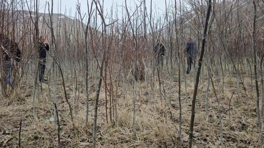 Bitlis'ten tüm Türkiye'ye gönderilecek! Tescilli fidanlar satışa çıktı: Üreticilerden talep yağıyor