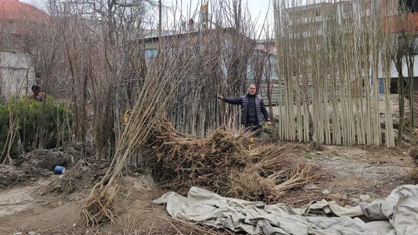 Bitlis'ten tüm Türkiye'ye gönderilecek! Tescilli fidanlar satışa çıktı: Üreticilerden talep yağıyor