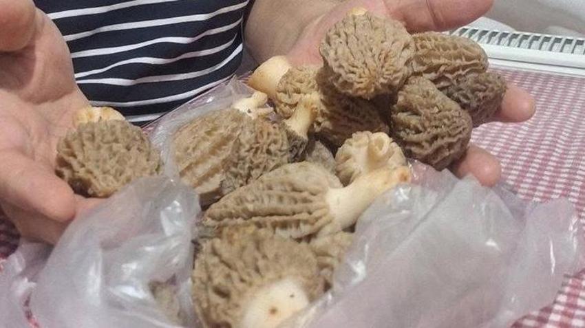 Doğada kendiliğinden yetişiyor! Bölge halkı geçimini bu üründen sağlıyor: Kilosu altın değerinde