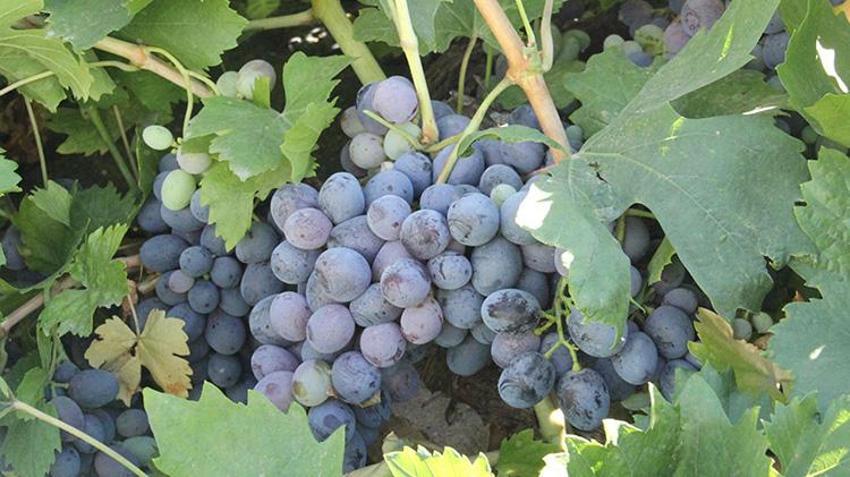 Erzincan'ın iki hazinesi koruma altında! Üreticinin yüzü gülüyor: Artık dünya mirası