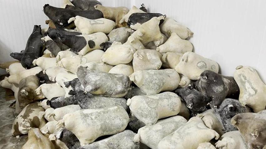 Erzincan'ın iki hazinesi koruma altında! Üreticinin yüzü gülüyor: Artık dünya mirası