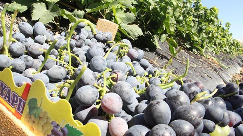 Erzincan'ın iki hazinesi koruma altında! Üreticinin yüzü gülüyor: Artık dünya mirası