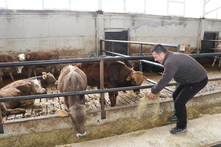Mühendis eli değdi, görenler İnanamıyor! 100 büyükbaşın bakımı sadece 15 dakika sürüyor