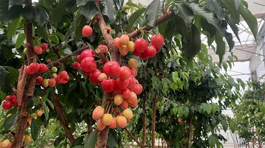 Dünya'nın gözü Afyon'da! Daha önce hiç yapılmadı, Jeotermal kaynaklar kazanca dönüştü