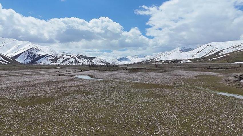 Hizan’da çiğdemler karın arasından merhaba dedi: Güzeldere mevkisinde görsel şölen başladı!