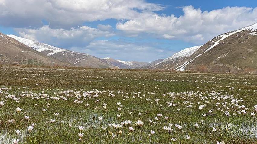 Hizan’da çiğdemler karın arasından merhaba dedi: Güzeldere mevkisinde görsel şölen başladı!