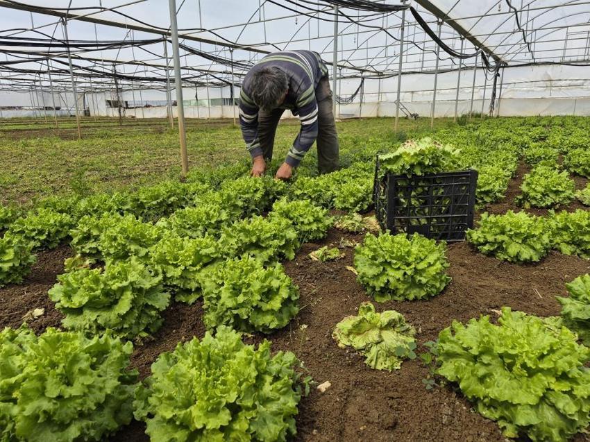 Salata yapmak lüks oldu! Tarlada 15, pazarda 100 lira satılan marulda fiyatları yarıya düşecek hamle geldi