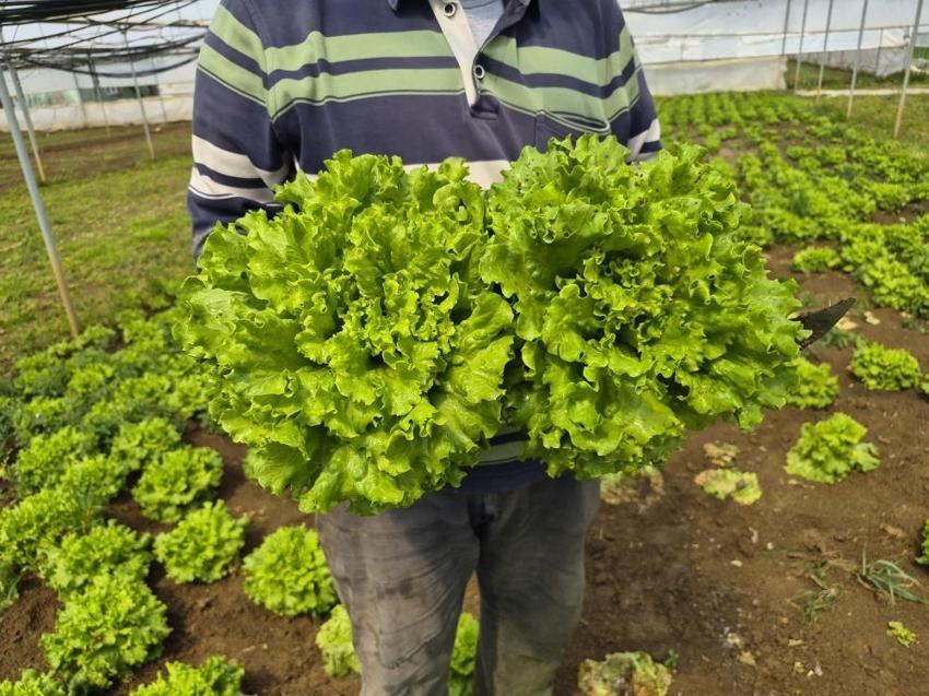 Salata yapmak lüks oldu! Tarlada 15, pazarda 100 lira satılan marulda fiyatları yarıya düşecek hamle geldi