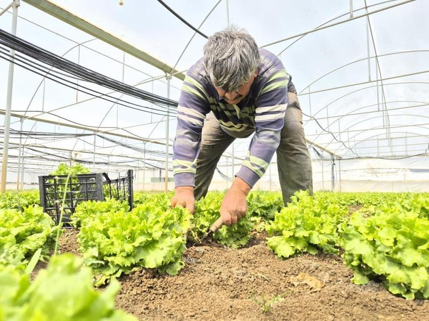Salata yapmak lüks oldu! Tarlada 15, pazarda 100 lira satılan marulda fiyatları yarıya düşecek hamle geldi