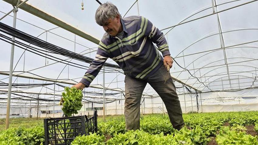 Salata yapmak lüks oldu! Tarlada 15, pazarda 100 lira satılan marulda fiyatları yarıya düşecek hamle geldi