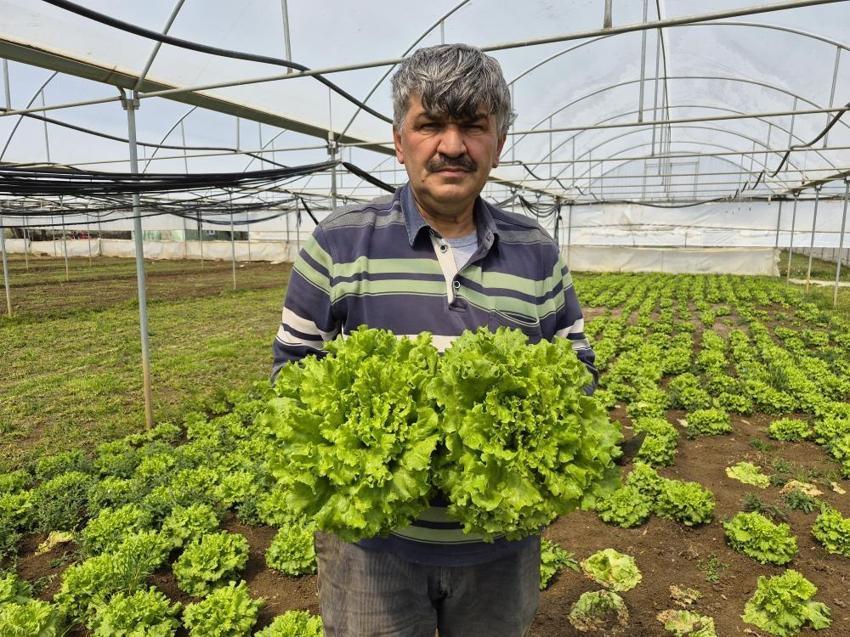 Salata yapmak lüks oldu! Tarlada 15, pazarda 100 lira satılan marulda fiyatları yarıya düşecek hamle geldi