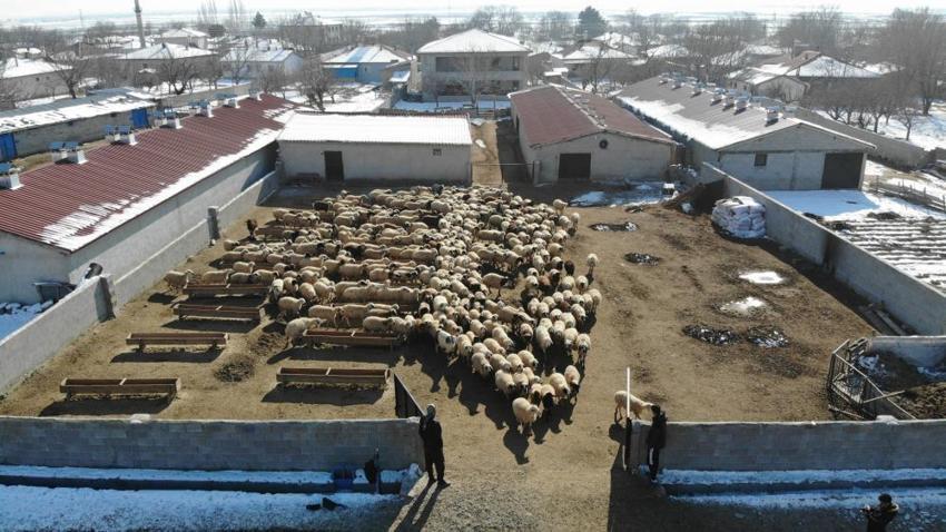 Erzincan’da 'kuzu' bereketi başladı! ağıllarda tatlı telaş başladı, 2026’nın ilk kuzuları dünyaya geldi! Besiciler adeta bebek gibi bakıyor