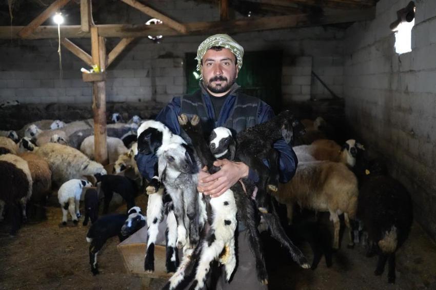 Erzincan’da 'kuzu' bereketi başladı! ağıllarda tatlı telaş başladı, 2026’nın ilk kuzuları dünyaya geldi! Besiciler adeta bebek gibi bakıyor