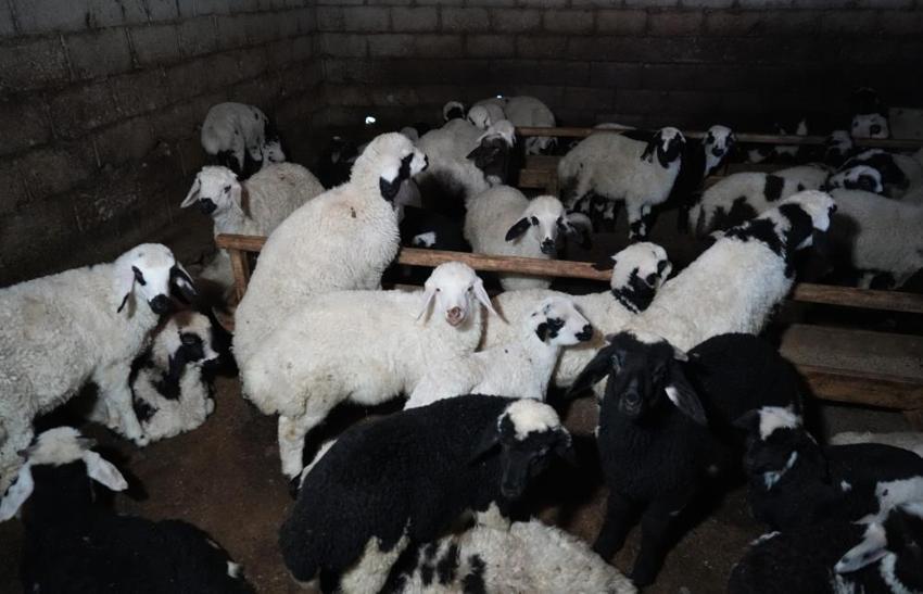 Erzincan’da 'kuzu' bereketi başladı! ağıllarda tatlı telaş başladı, 2026’nın ilk kuzuları dünyaya geldi! Besiciler adeta bebek gibi bakıyor