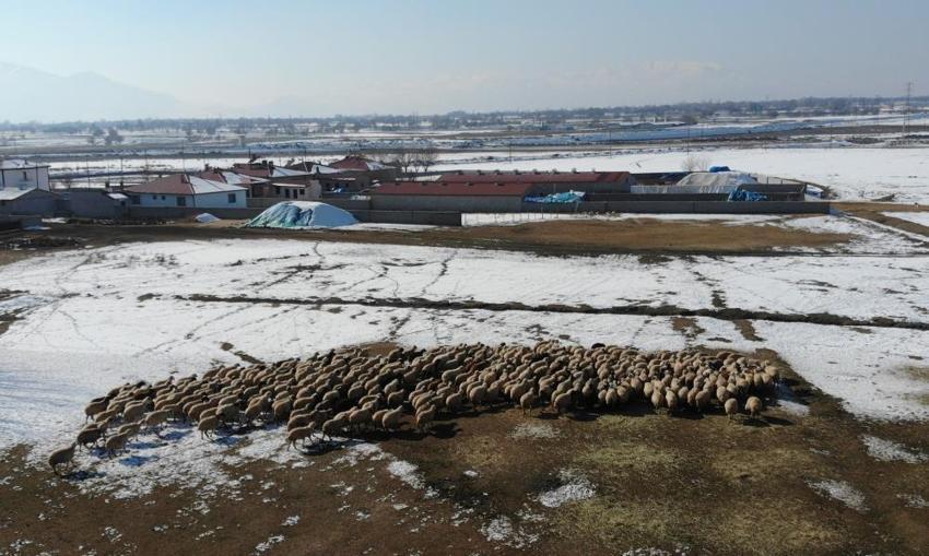 Erzincan’da 'kuzu' bereketi başladı! ağıllarda tatlı telaş başladı, 2026’nın ilk kuzuları dünyaya geldi! Besiciler adeta bebek gibi bakıyor