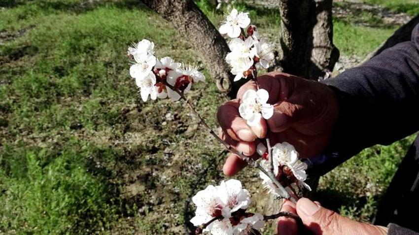 Erciyes Dağı eteklerinde yetişiyor! Avrupa ülkeleri sıraya girdi: Geçen yıl don vurmuştu, bu yıl rekor ürün bekleniyor