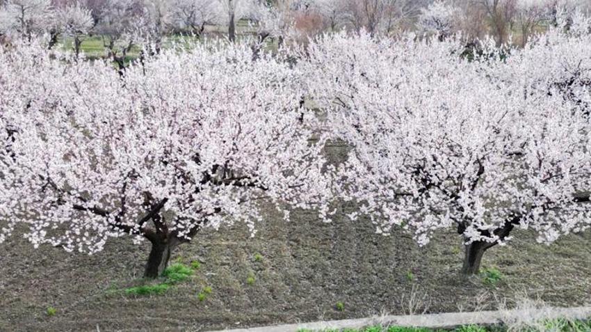 Erciyes Dağı eteklerinde yetişiyor! Avrupa ülkeleri sıraya girdi: Geçen yıl don vurmuştu, bu yıl rekor ürün bekleniyor